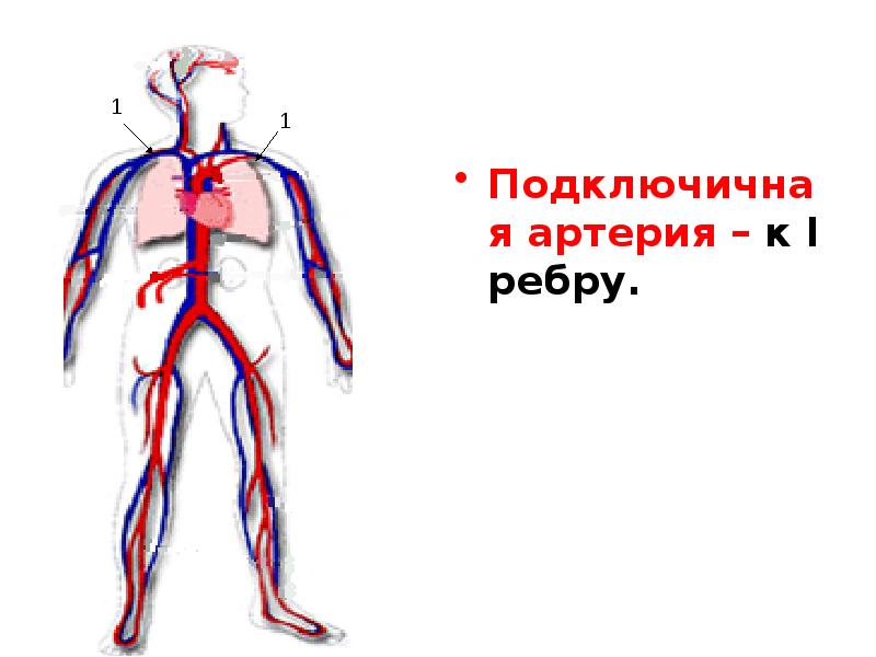 Рисунок подключичной артерии