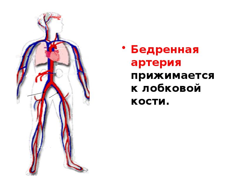 Где бедренная артерия у человека фото