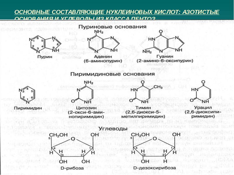 Фрагмент нуклеиновой кислоты. Пентозы нуклеиновых кислот. Общая формула нуклеиновых кислот. Структурные компоненты нуклеиновых кислот. Компоненты нуклеиновых кислот биохимия.