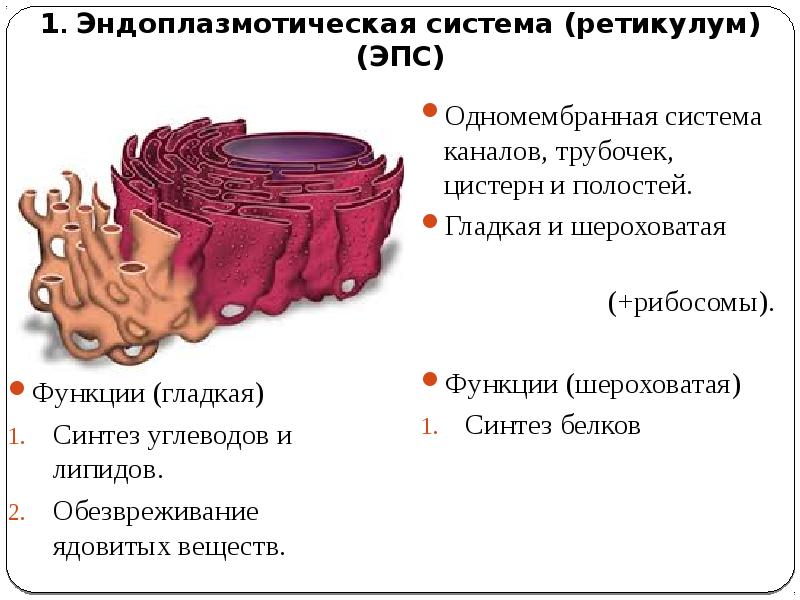 Установи какими цифрами на рисунке обозначены следующие клеточные органоиды эндоплазматическая сеть