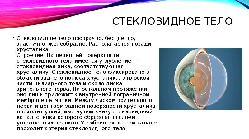 Хрусталик стекловидное тело. Хрусталик и стекловидное тело. Строение стекловидного тела. Стекловидное тело строение и функции.