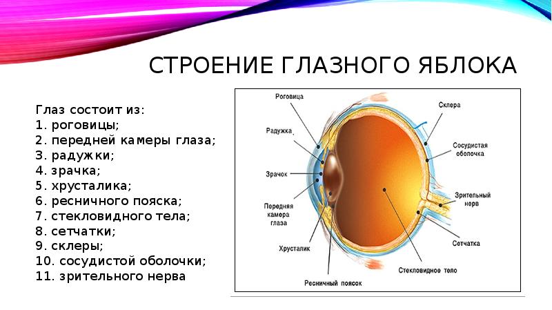 Радужка является частью оболочки глаза. Строение Радужки глазного яблока. Склера роговица радужка. Строение Радужки и ресничного тела анатомия. Радужка глаза анатомия.