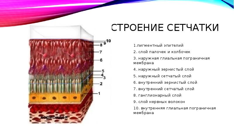 Схема слоев гранулирующей ткани