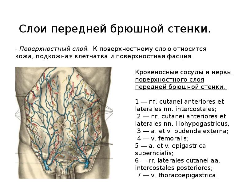 Передняя стенка брюшины