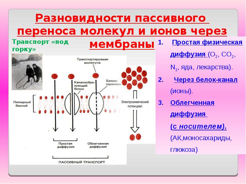 Пассивный транспорт ионов. Мембранный транспорт активный и пассивный. Пассивный транспорт ионов. Пассивный и активный транспорт ионов. Роль ионных каналов в биоэлектрогенезе.
