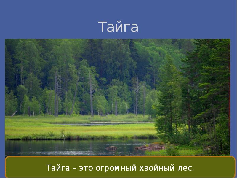 Проект тайга 8 класс