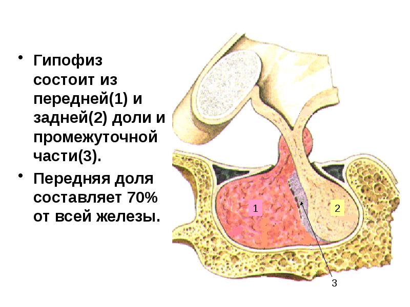 Где находится гипофиз фото