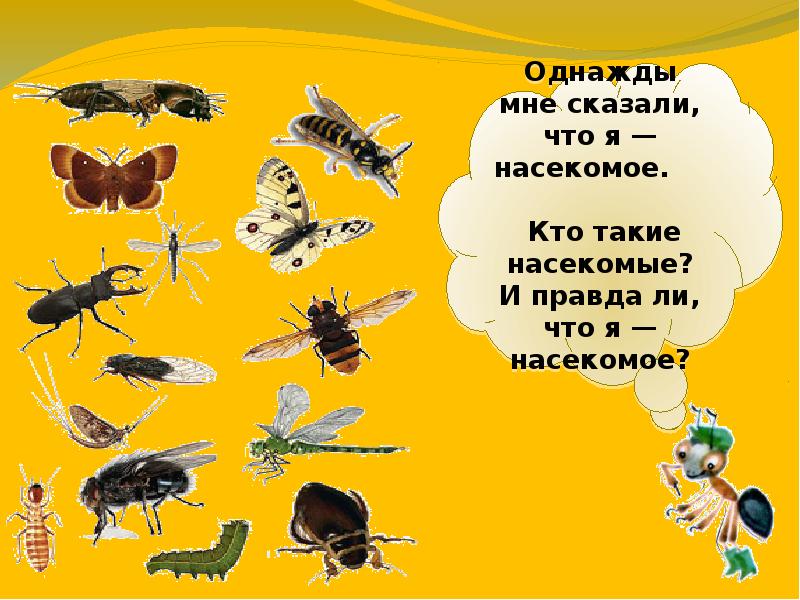 Насекомые конспект по окружающему миру. Кто такие насекомые. Путешествие в мир насекомых. Мир вокруг насекомые. Путешествие в мир насекомых презентация.