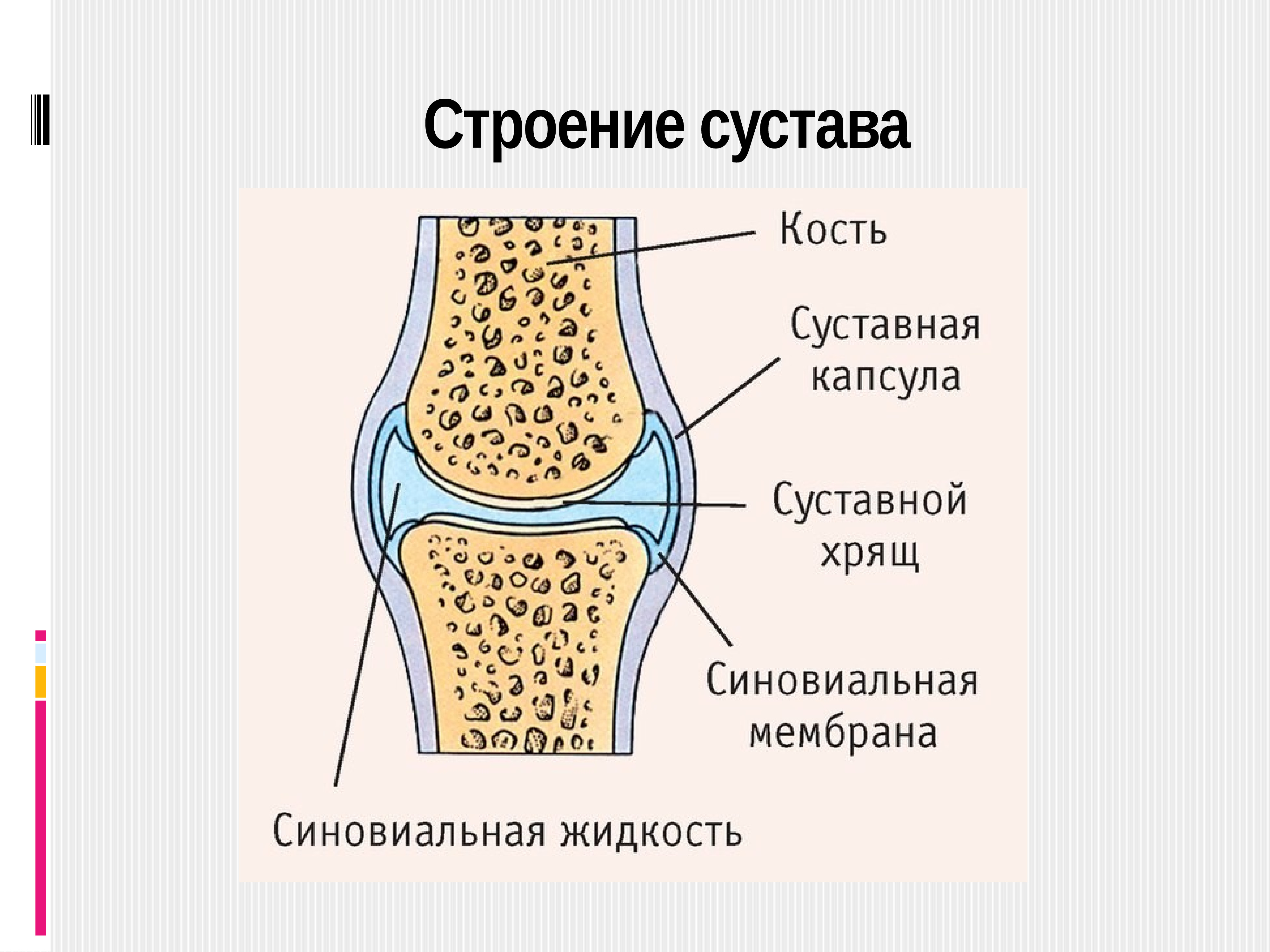 Рисунок сустава анатомия. Коленный сустав соединение костей. Строение и соединение костей.