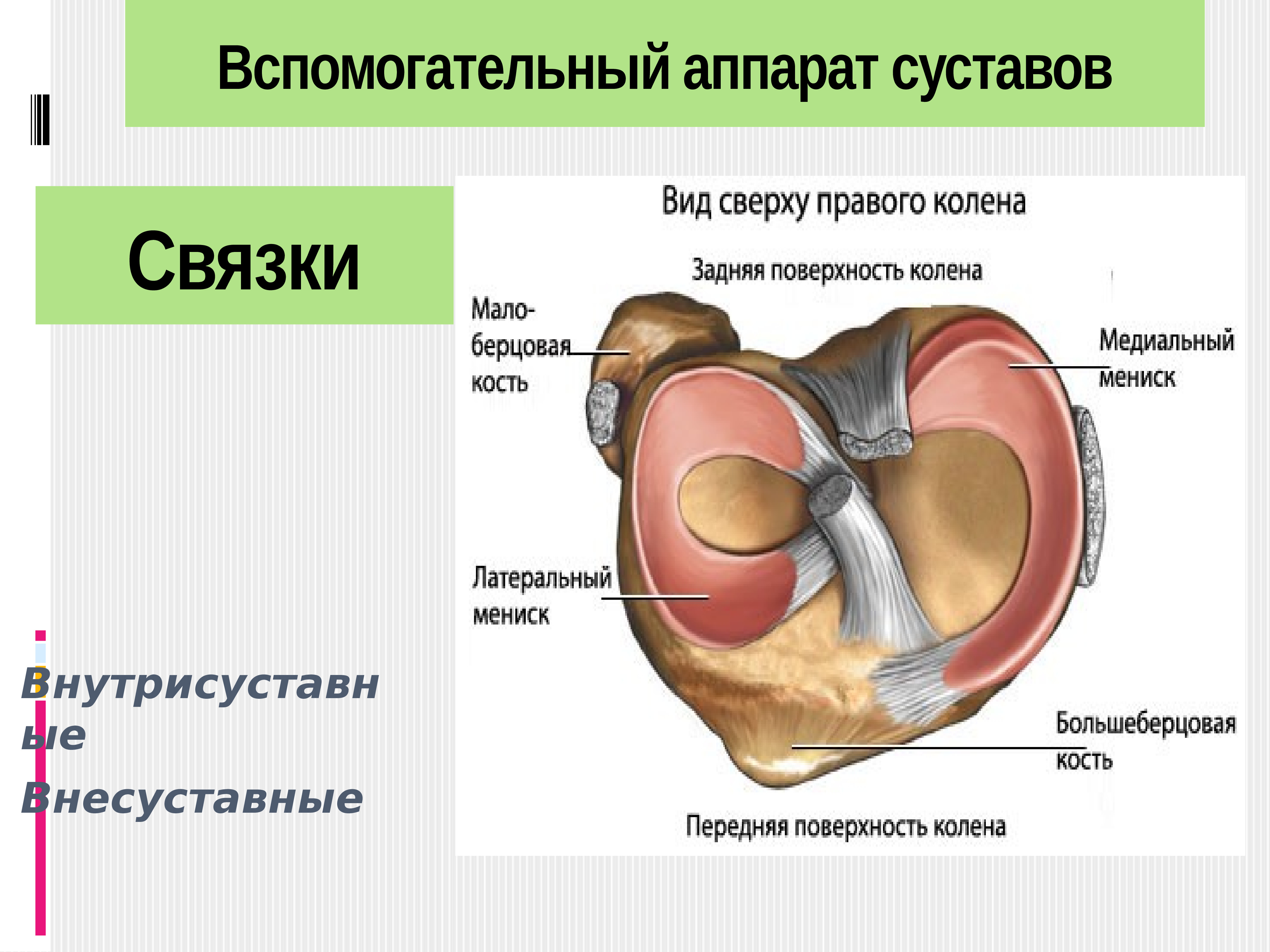 Артрология анатомия презентация