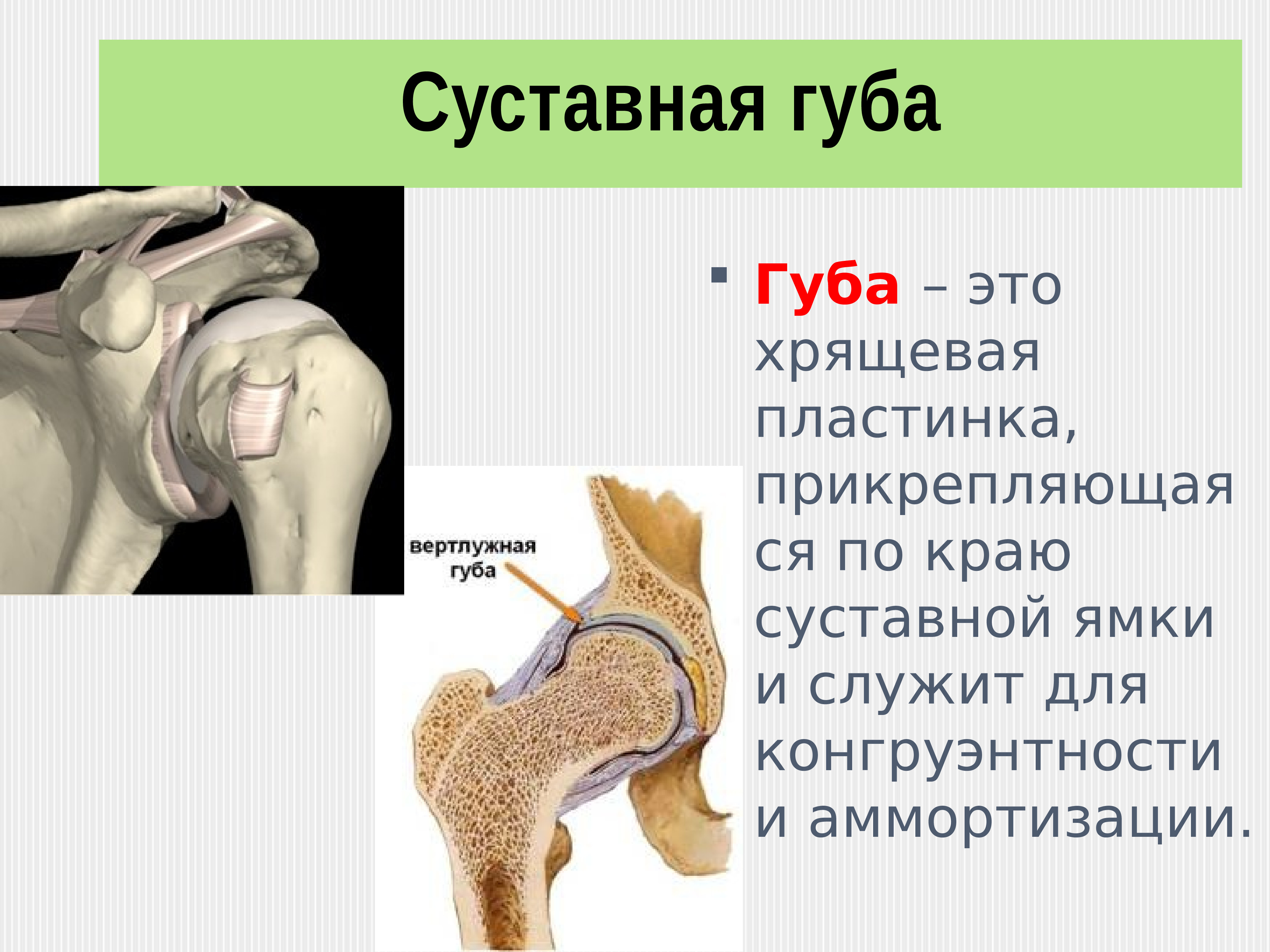 Суставная губа. Хрящевая суставная губа. Артрология анатомия.