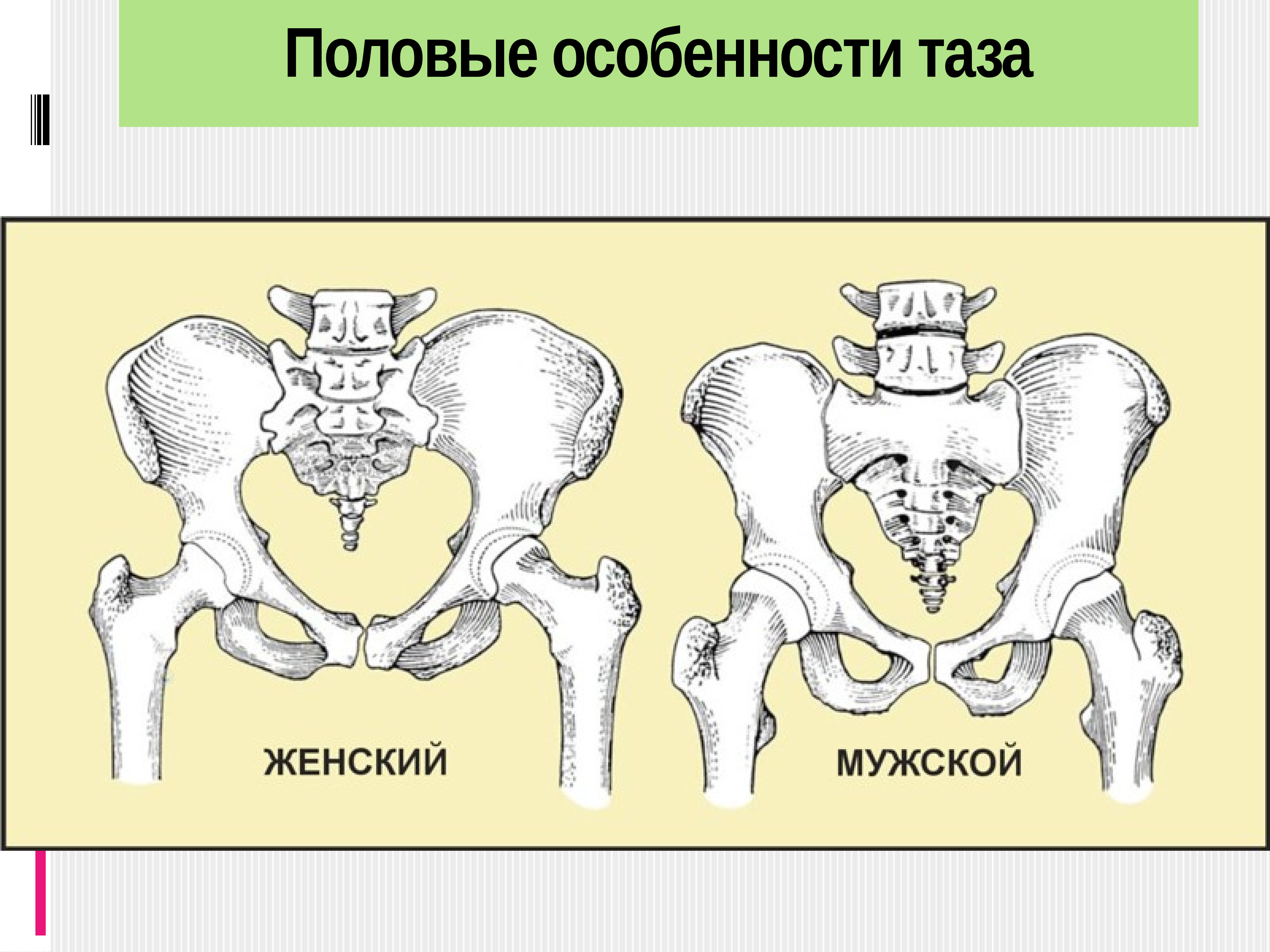 Половые различия мужчин. Строение таза костей ости. Строение мужского и женского таза. Строение мужского скелета таза. Мужской и женский таз анатомия.