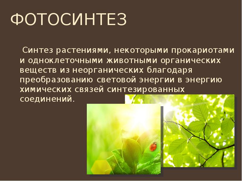 Фотосинтез одноклеточных. Фотосинтез. Фотосинтез растений. Картинка фотосинтеза у растений. Фотосинтез это в биологии.