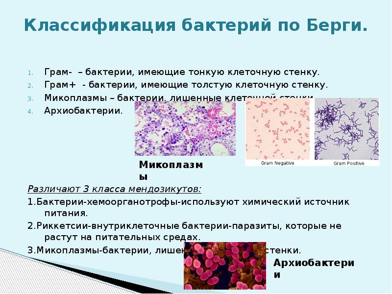 Микробиологическая лаборатория презентация