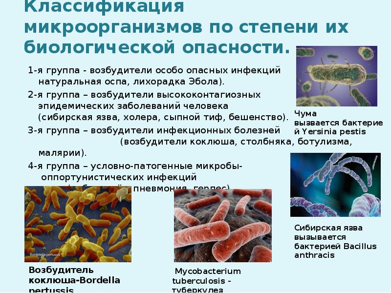 Классификация микроорганизмов