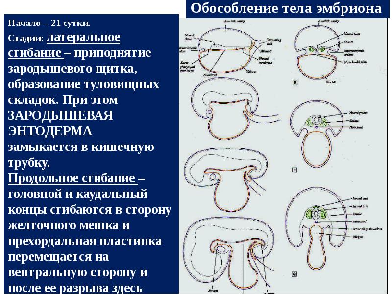 Образование организма. Обособление тела зародыша. Латеральное и продольное сгибание эмбриона. Формирование туловищной складки. Обособление тела зародыша человека.