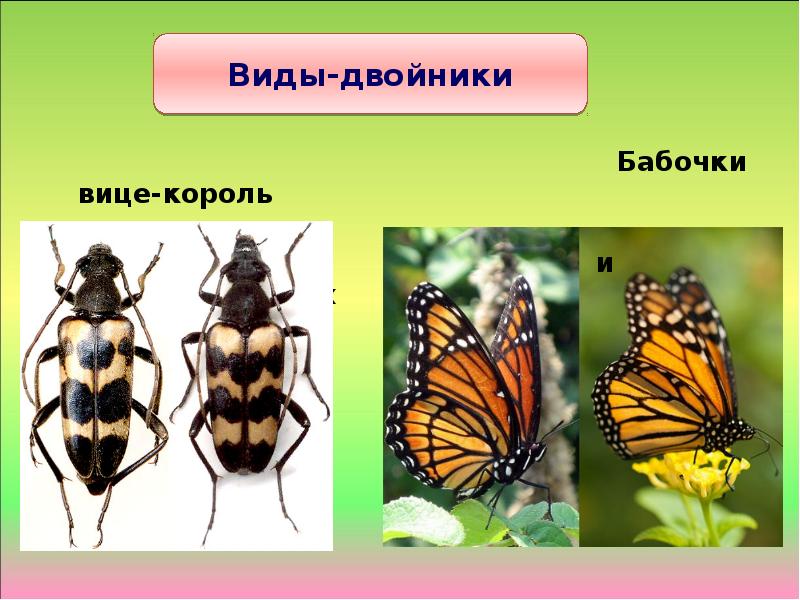 Какой критерий вида свидетельствует о принадлежности изображенных на рисунке бабочек к одному виду