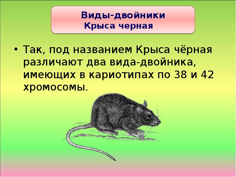 Почему называют крысой
