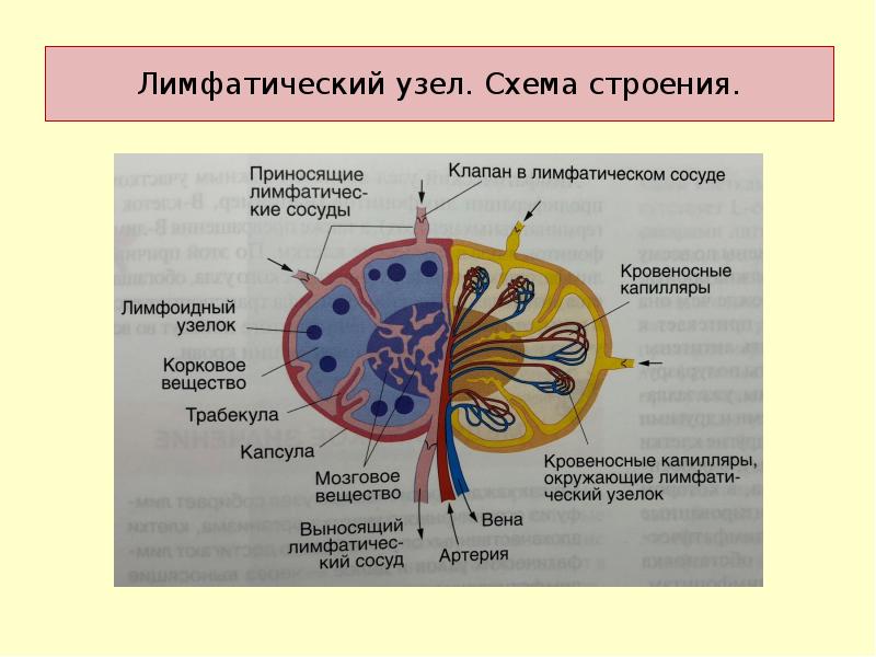 Картинки ЛИМ УЗЛЫ