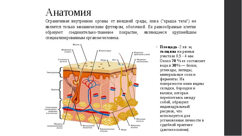 наружный слой кожи образован клетками ткани