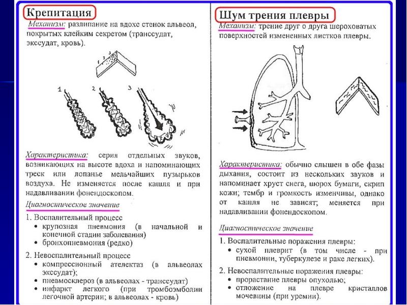 Презентация пропедевтика внутренних болезней дыхательная система