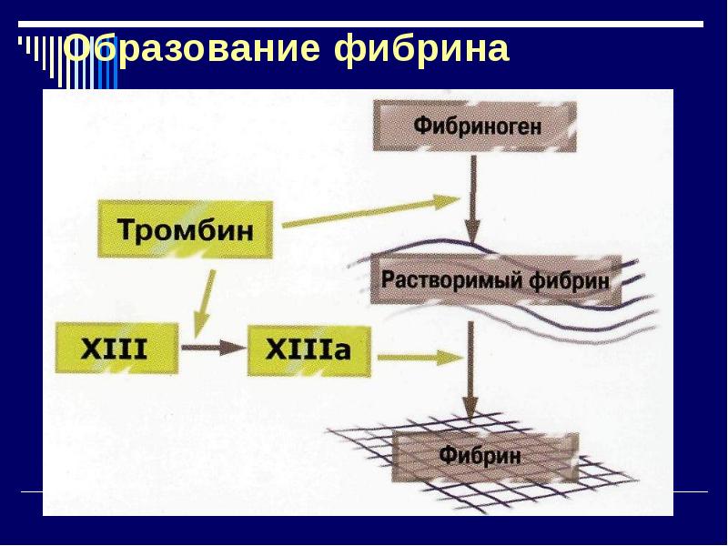 Схема образования фибрина