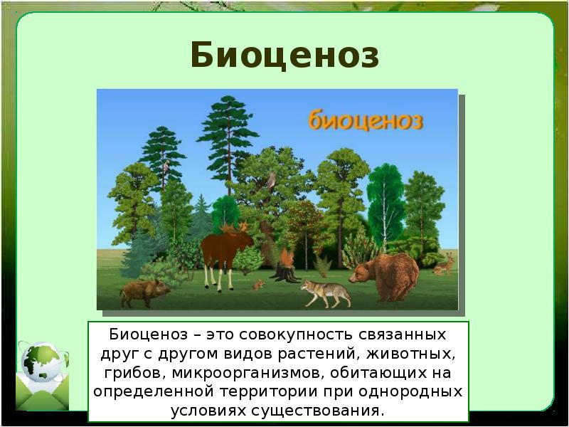 Вид обитающий только на определенной небольшой территории. Биоценоз. Сообщество биоценоз. Биоценоз это совокупность. Биоценоз это в биологии.