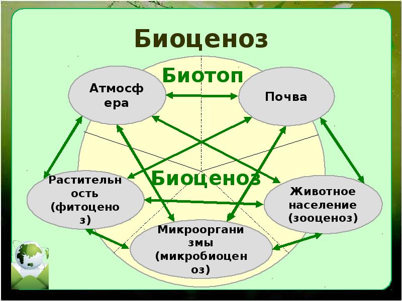 Сообщество экосистема биогеоценоз презентация