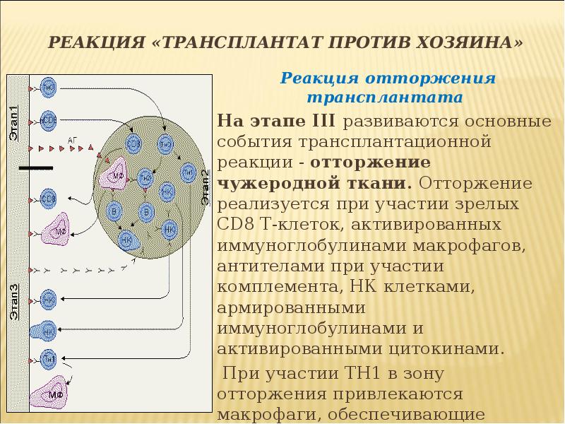 Трансплантат против хозяина презентация