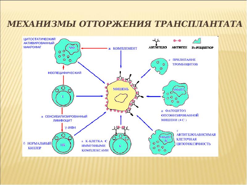 Противогрибковый иммунный ответ схема