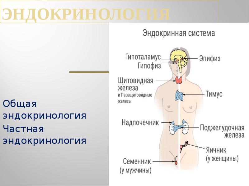 Несахарный диабет презентация эндокринология