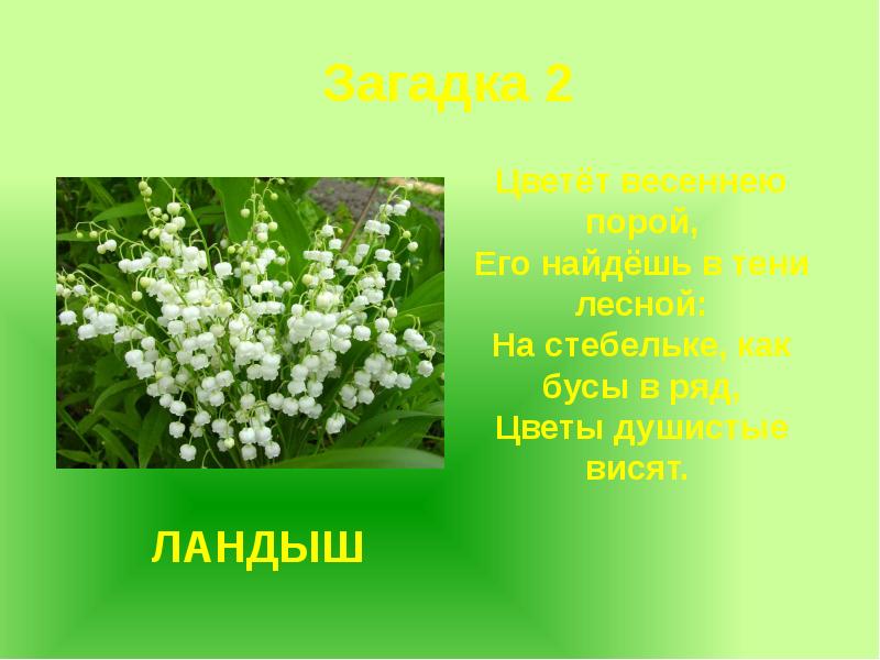 Загадки про первоцветы. В лесу цветут душистые ландыши схема предложения. Загадки про первоцветы. Загадки про первоцветы для дошкольников. Загадки про весну.
