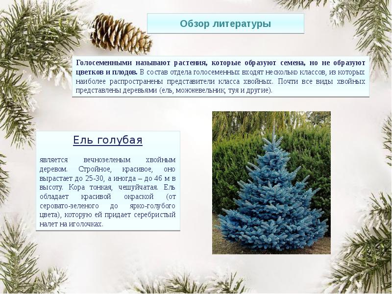 Сколько вырастает ель. Голубая ель голосеменное растение. Голубая ель высота. Ель голубая описание. Голубая ель диаметр.