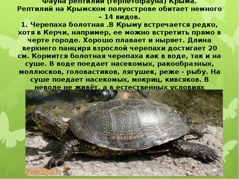 Конспект Знакомство С Земноводными Пресмыкающимися Крыма