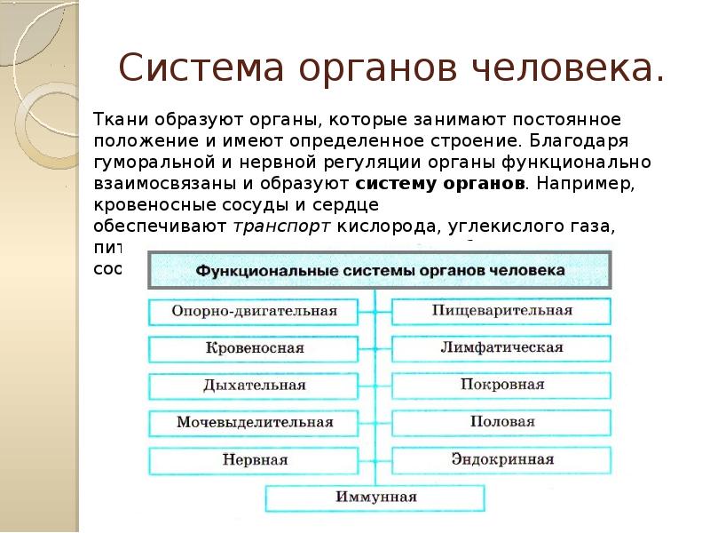 Назовите систему организма