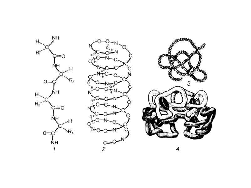 Обозначь рисунок на котором представлена третичная структура белка