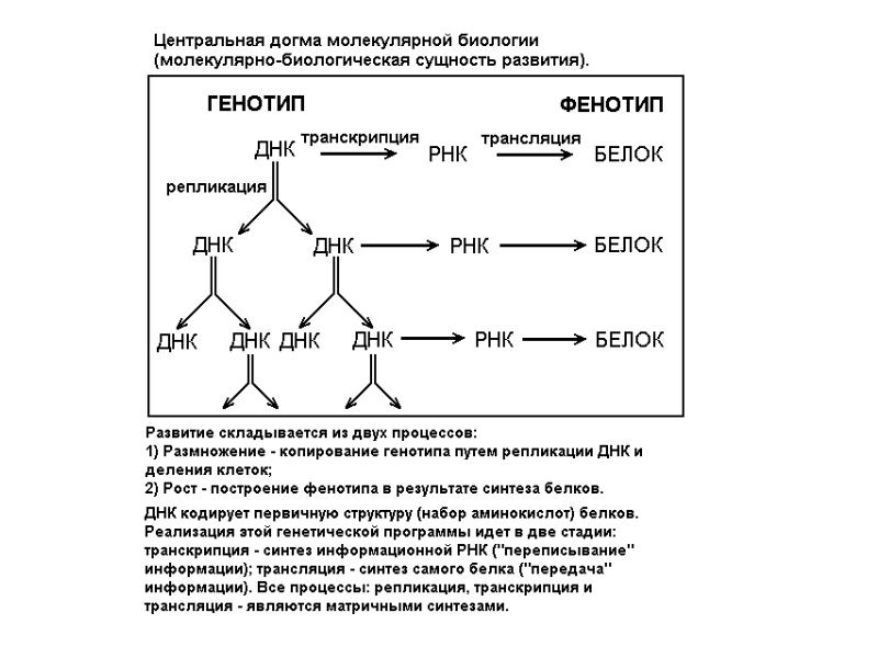 Роль генотипа и среды в формировании фенотипа. Процессы в биологии. Догма молекулярной биологии. Все процессы в биологии. Задачи молекулярной биологии.