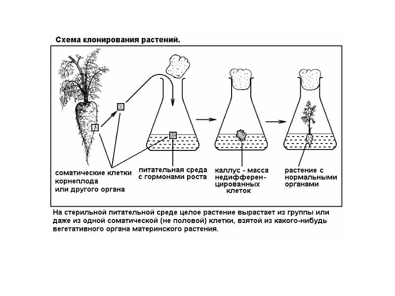 Клонирование растений презентация