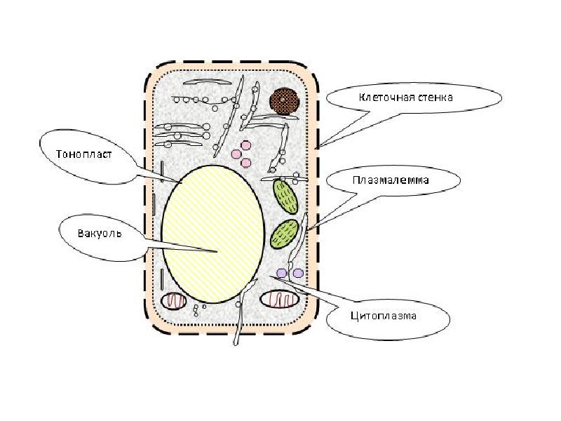 На рисунке схематично изображена связь растительной клетки с окружающей средой