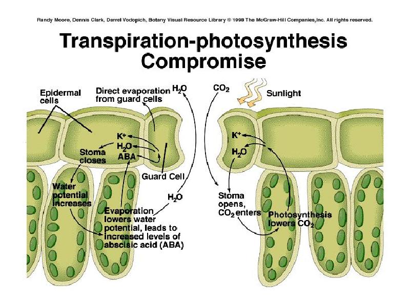 Фотосинтез транспирация. Транспирация и фотосинтез. Устьица фотосинтез. Транспирация угнетения фотосинтеза. Транспирация угнетает фотосинтез.