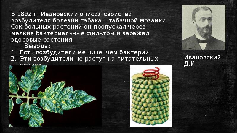 С какой целью д и ивановский пропускал. И ивановский вирусы. Ивановский открыл вирус табачной мозаики. Первооткрыватель вирусов д. Вирусы в 1892 году открыл.