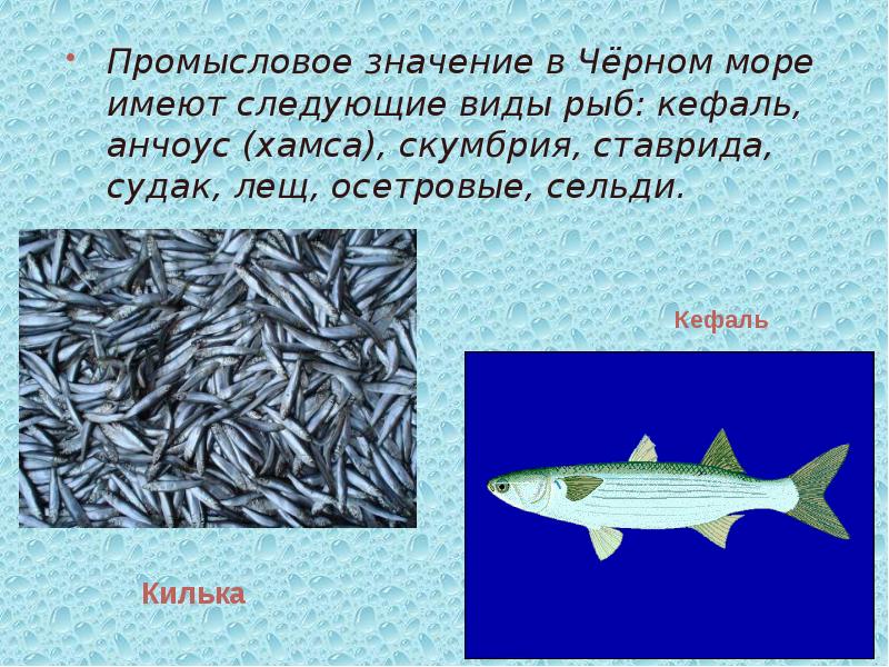 Используя рисунки в тексте параграфа расскажите о значении промысловых рыб для человека