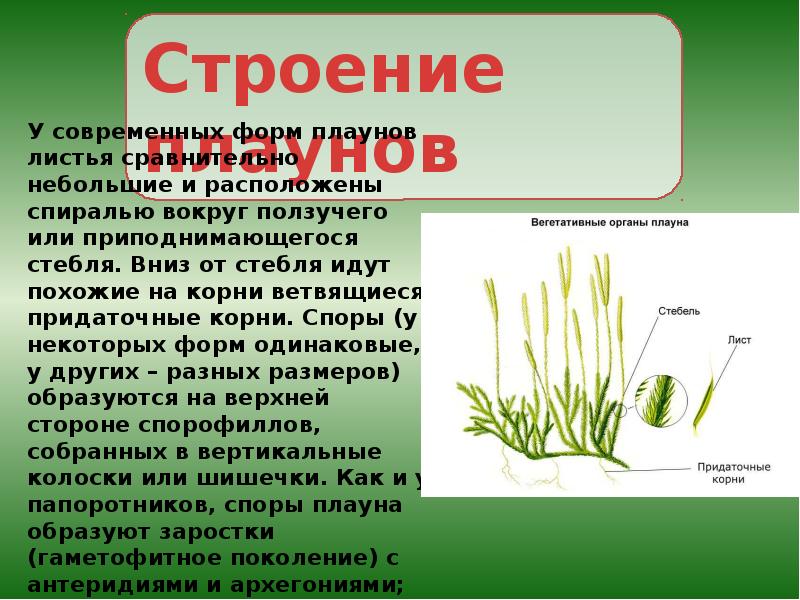 Презентация отдел плауновидные