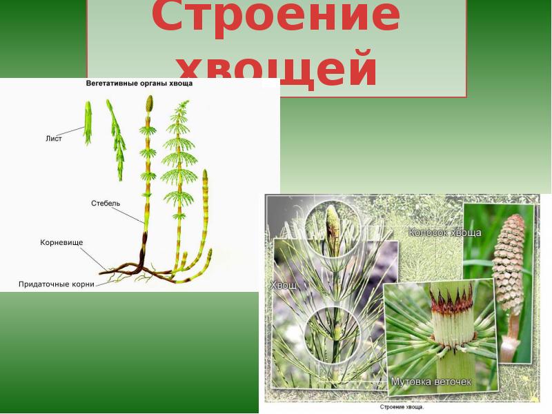 Плауновидные 7 класс. Вегетативный побег хвоща. Отдел хвощи строение. Хвощевидные строение. Строение хвоща.