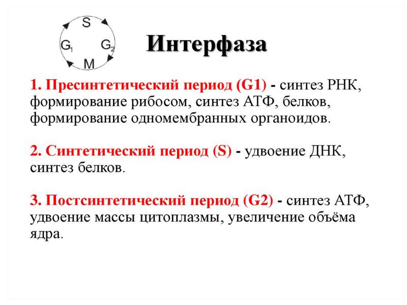 Конце интерфазы