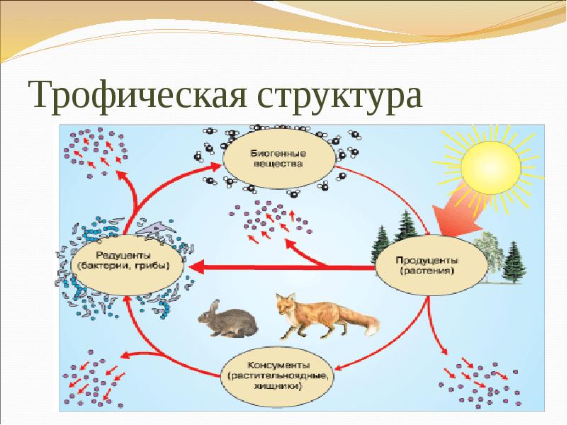 Экосистема суши презентация