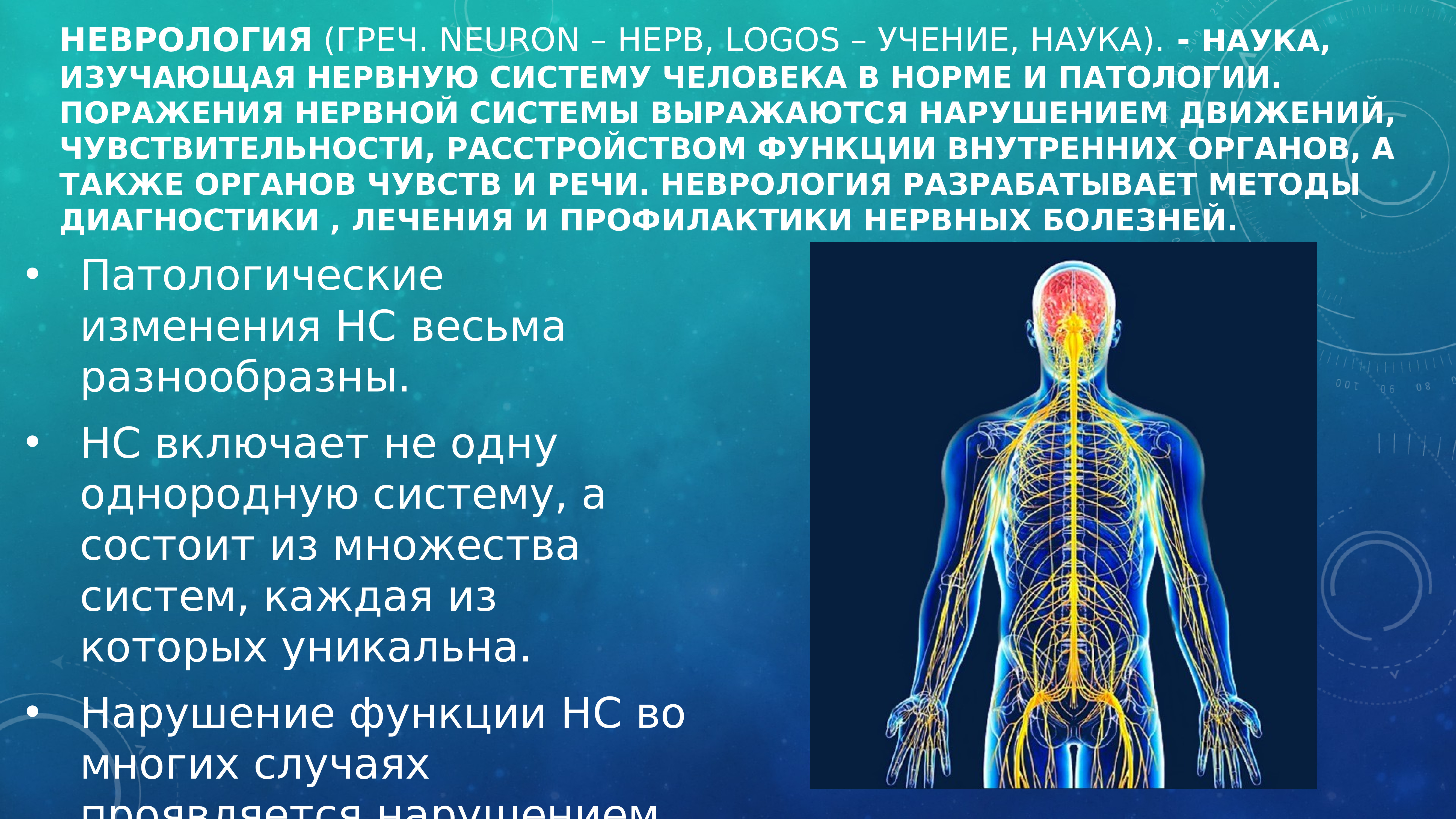 нервная система картинки для презентации