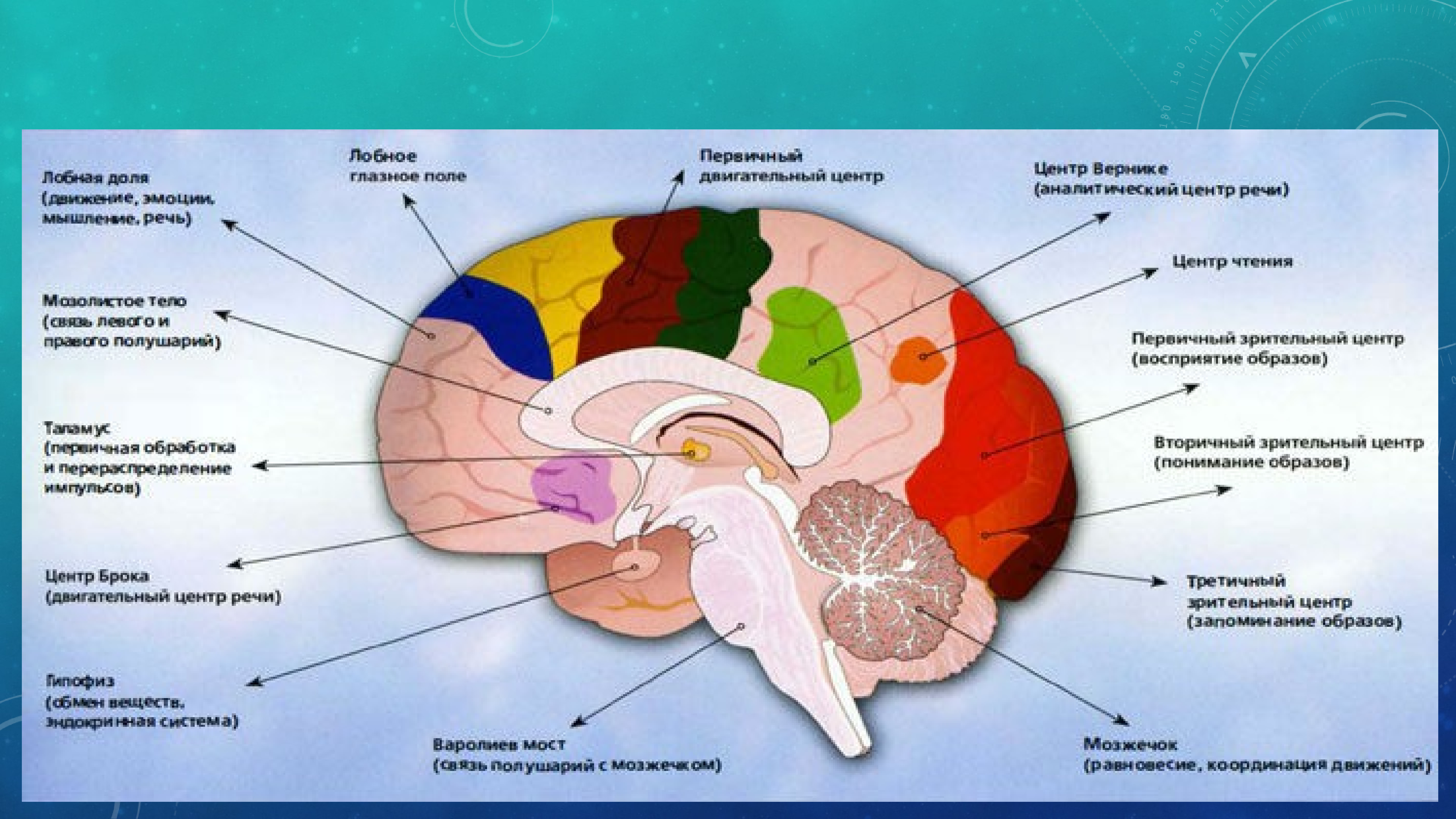 В лобной доле расположена зона. Отделы и части головного мозга. Головной мозг человека строение части. Строение мозга и функции его частей. Отделы мозга и их функции рисунок.