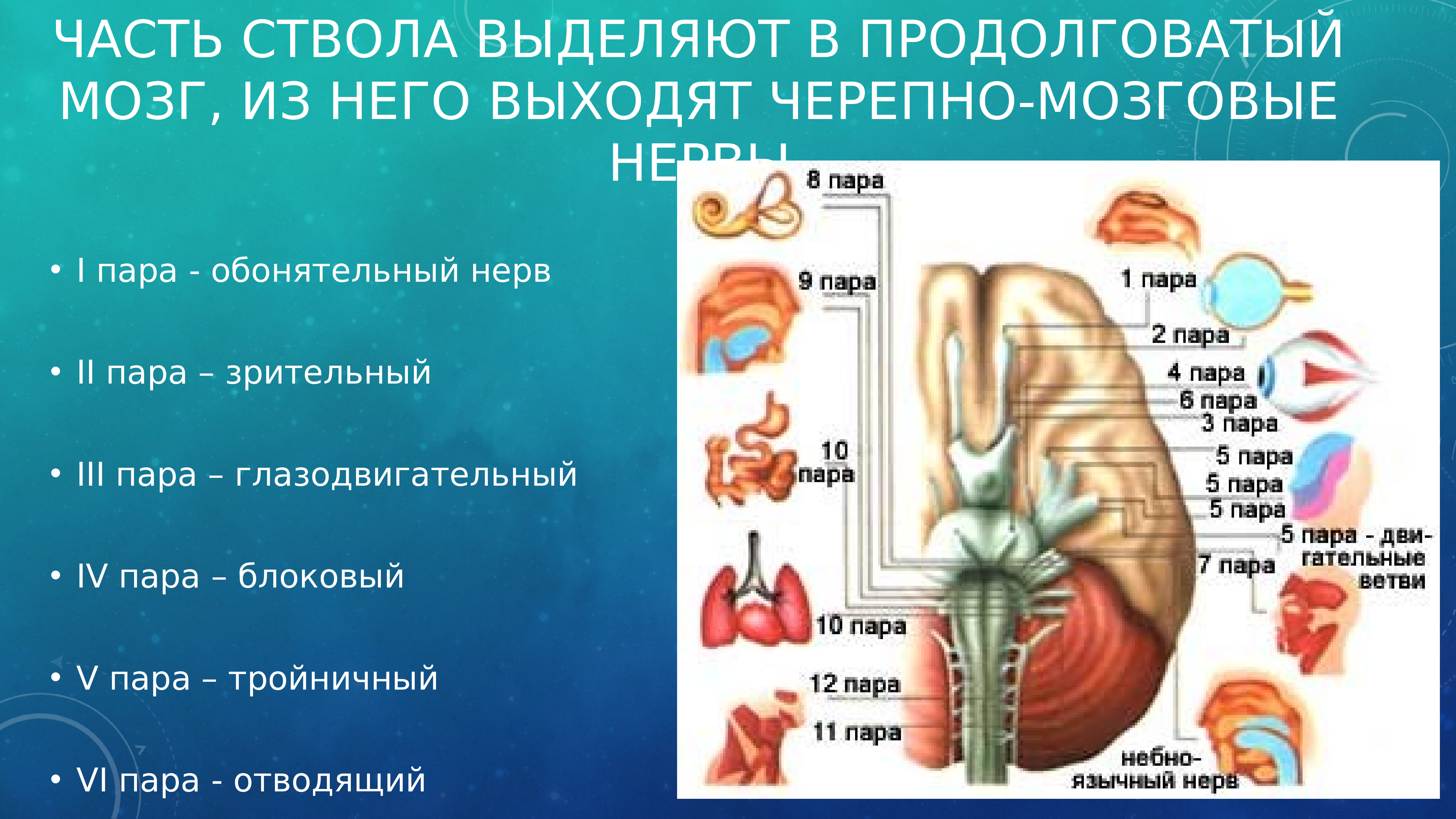 Третья пара черепных нервов. Черепно мозговые нервы продолговатого мозга. Черепно мозговые нервы собаки. 1 Пара черепно мозговых нервов. Черепно-мозговые нервы 3 пара.