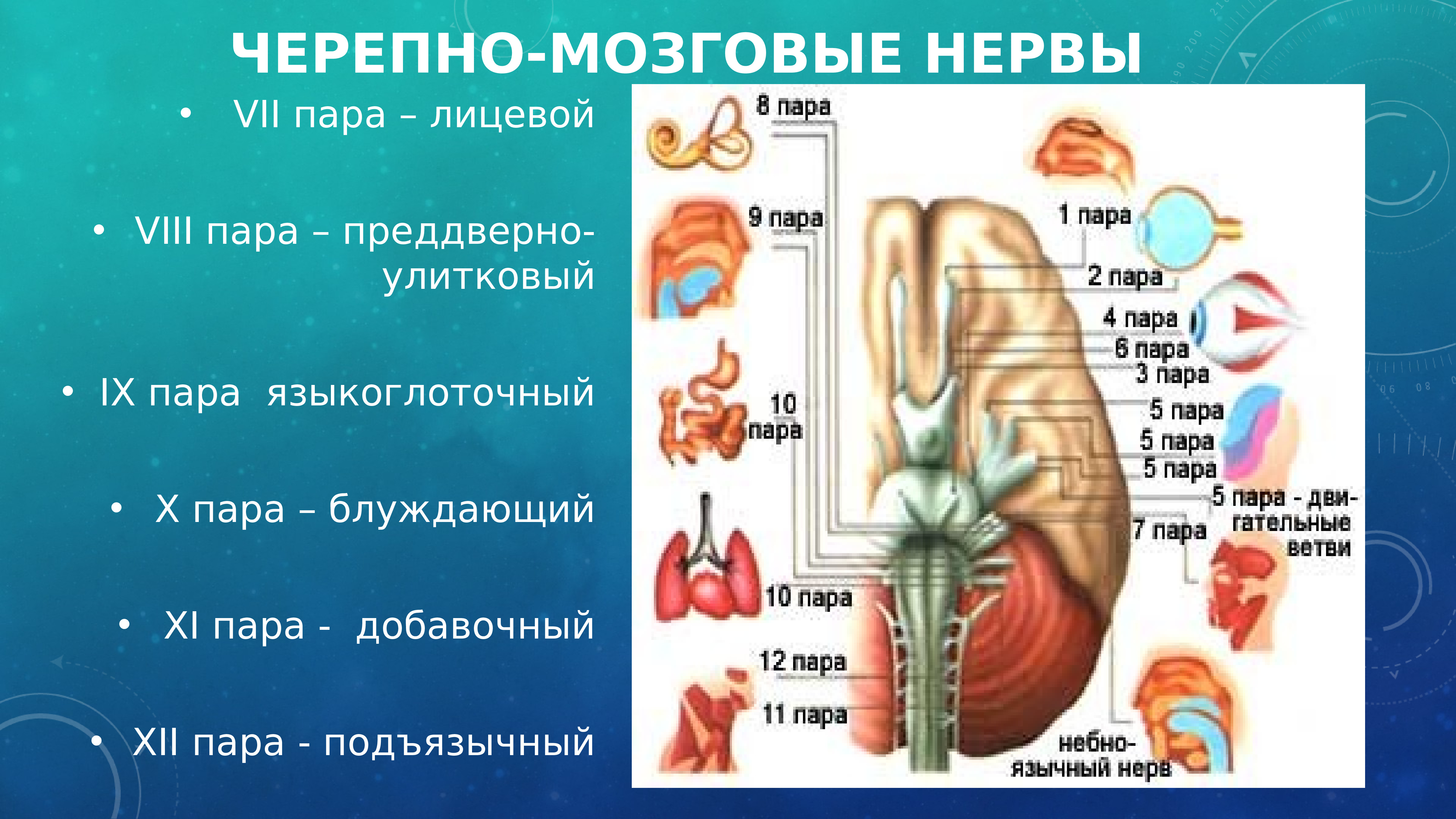 Пары мозговых нервов. Ядра 12 пар черепно мозговых нервов. V-VII пар черепно-мозговых нервов. Ядра 12 пары черепных нервов. Пары чкрепномозговыъ гервов.